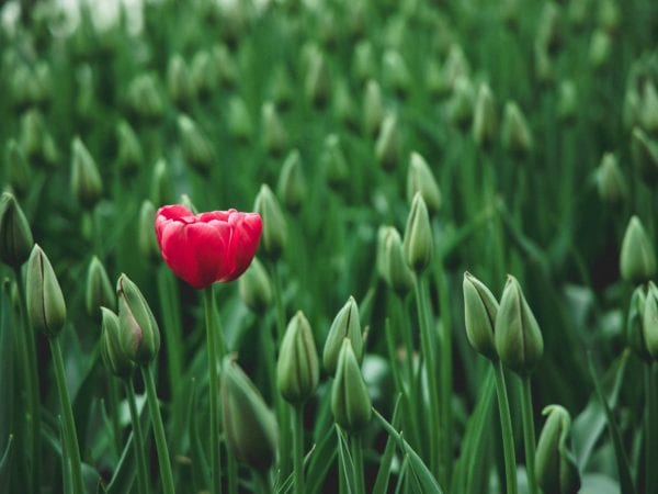 One bloomed tulip in field of unbloomed tulips